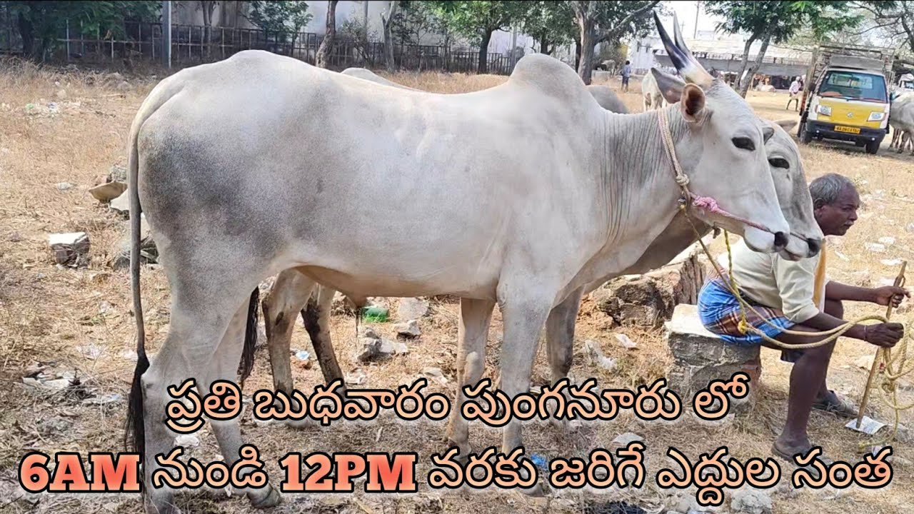 Hallikar bulls Market in Punganur going on every Wednesday 6AM to 12PM