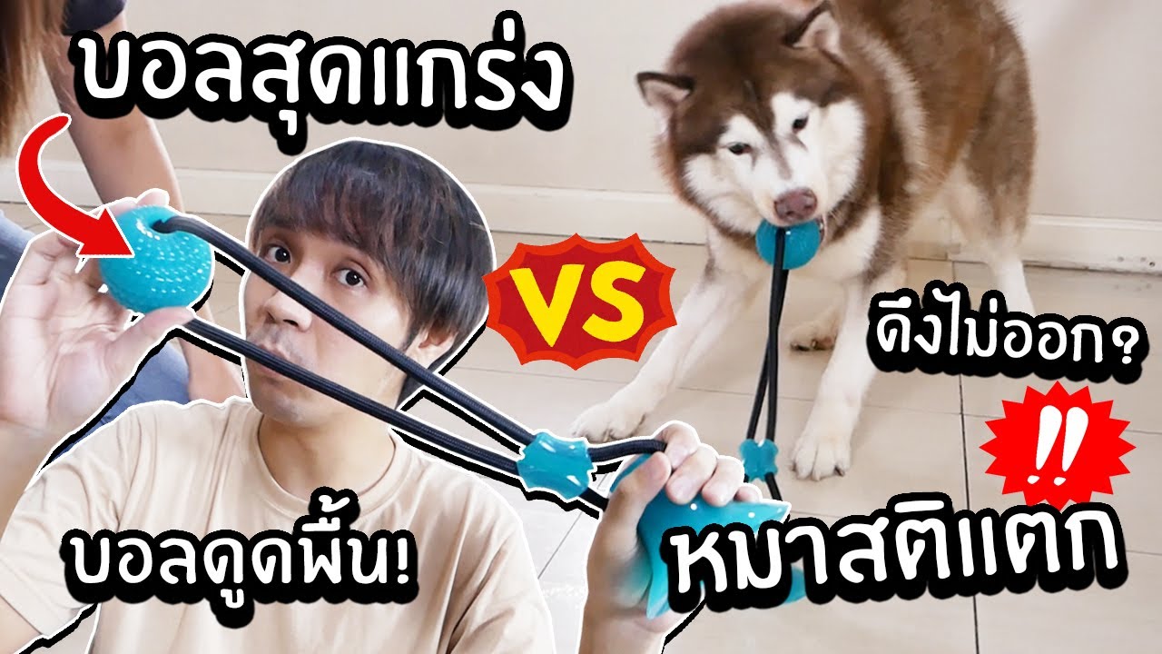 บอลดูดพื้นสุดแกร่ง! VS หมาสติแตก! // ใครจะแกร่งกว่ากัน?