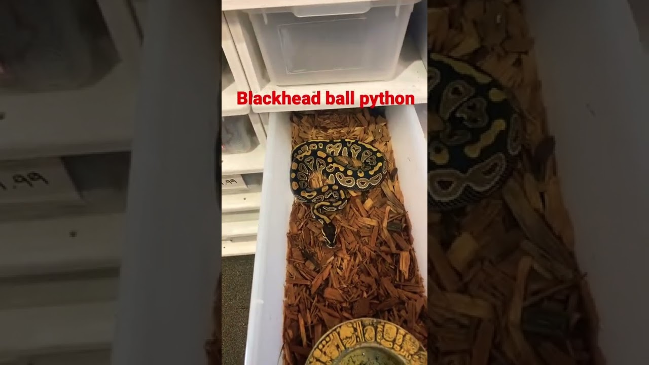 Super dope blackhead ball python 🐍 #shorts #reptiles #ballpythonlove #USARK