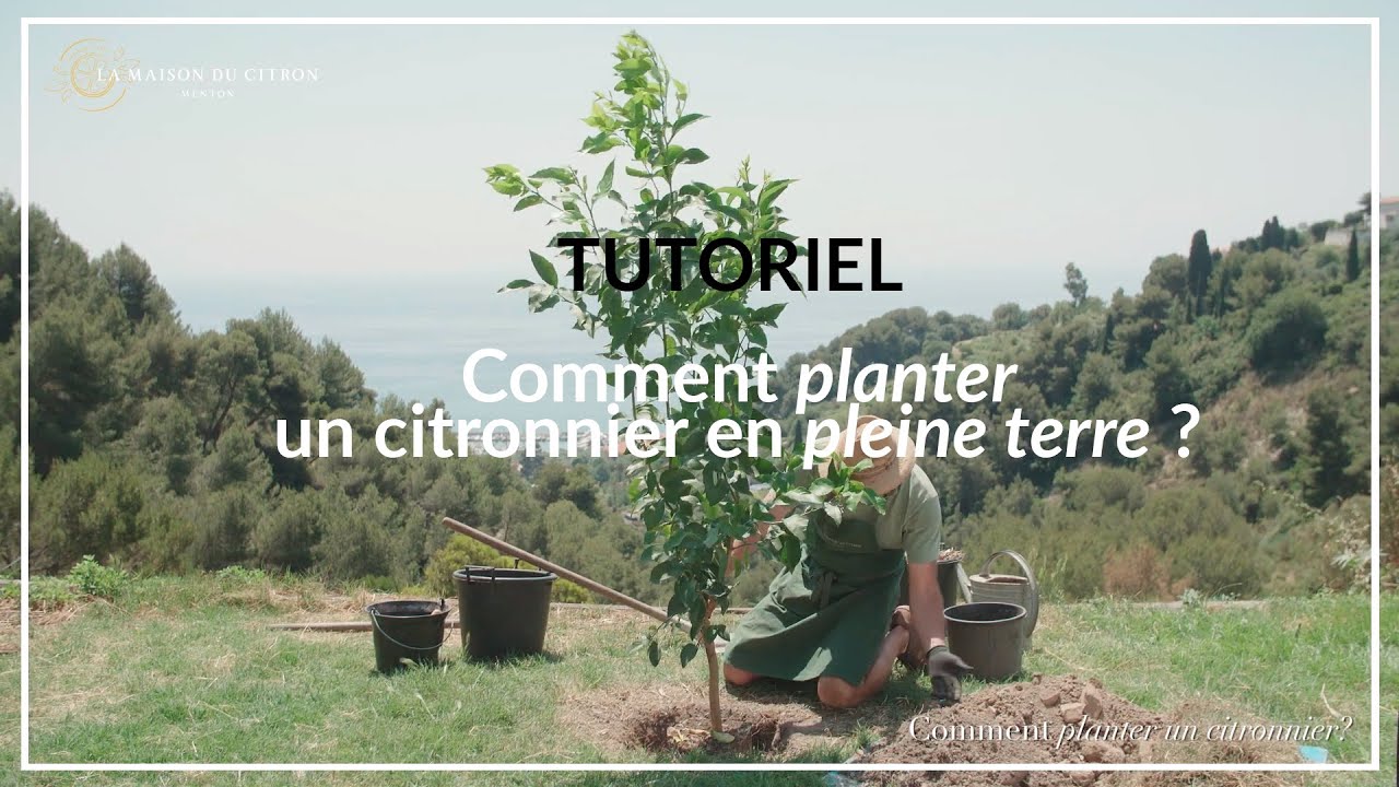 TUTORIEL  - Comment planter un citronnier en pleine terre