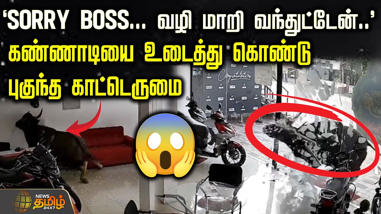 SORRY BOSS... வழி மாறி வந்துட்டேன்...'  கண்ணாடியை உடைத்து கொண்டுபுகுந்த காட்டெருமை