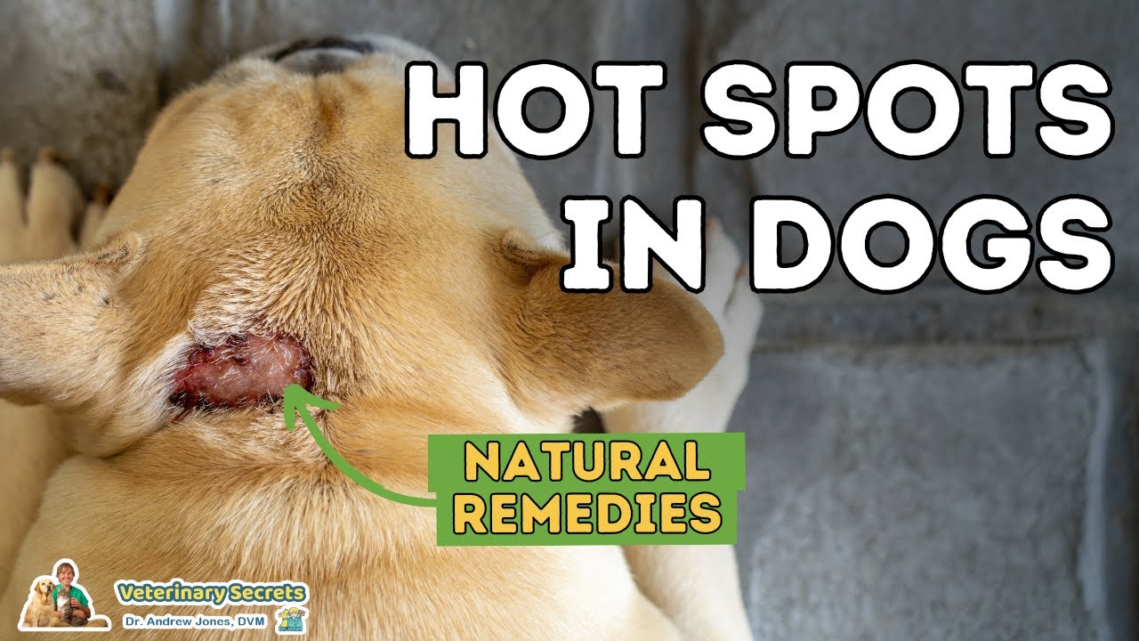Hot Spots In Dogs: Natural Home Remedies