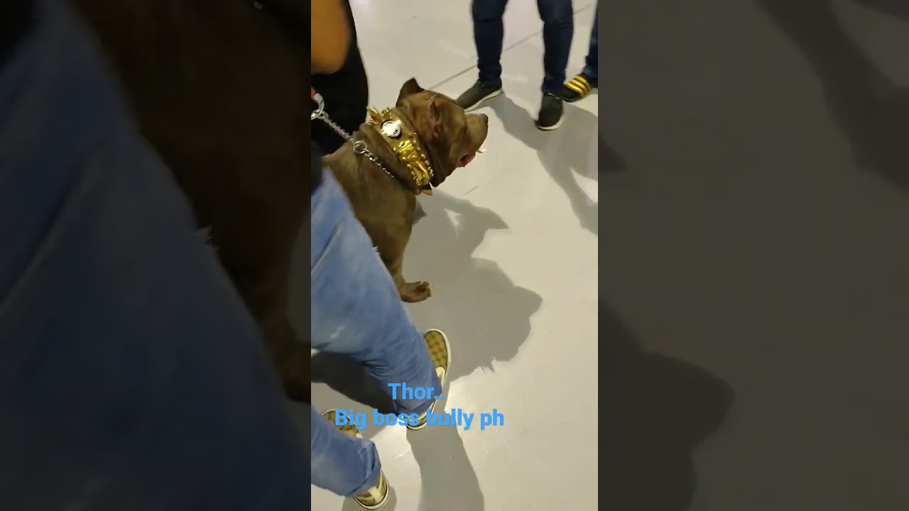 Thor #bigbossbullyph #americanbully #bully #smx #bullyshow #dogs #dogoftiktok #samwalastik #bayabas