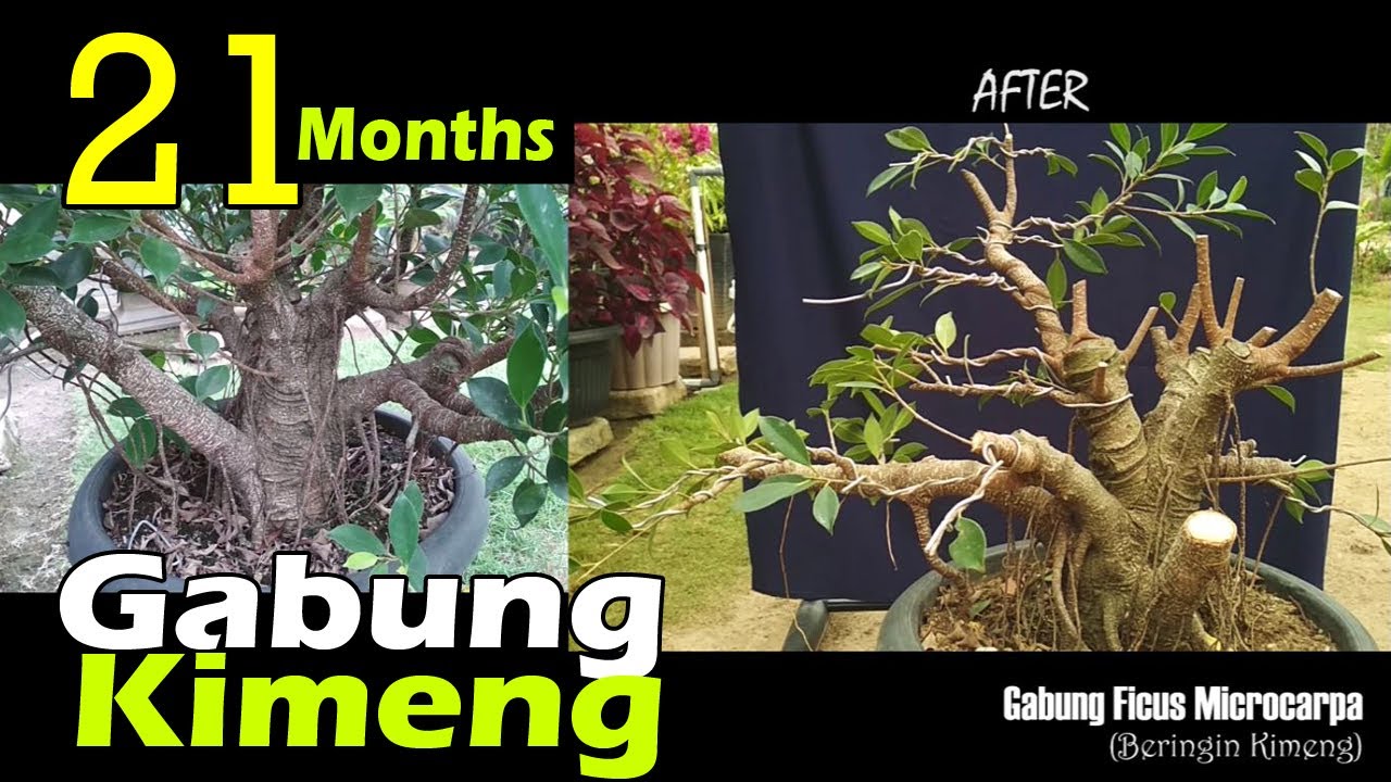 KIMENG UPDATE !!! HASIL GABUNG BERINGIN KIMENG (Ficus Microcarpa) 21 Bulan