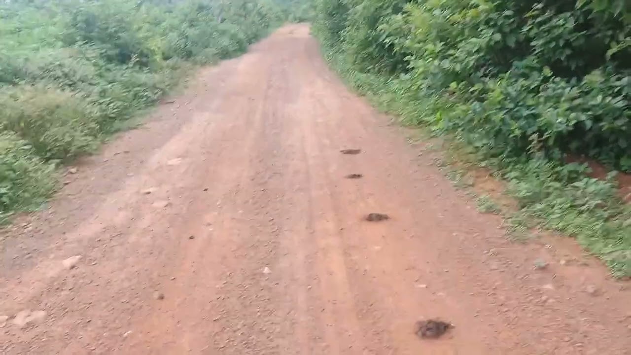 Caçadinha de lambu com PCP qgk 850