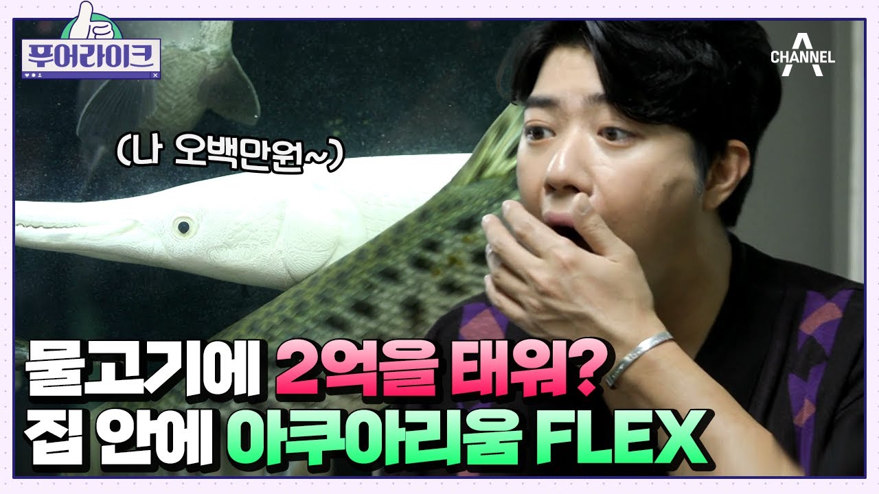 집에서 키우는 물고기가 300마리?! 2년 동안 물고기에 2억 쓴 역대급 푸어 등장!!🐠🐟 | 푸어라이크 5 회