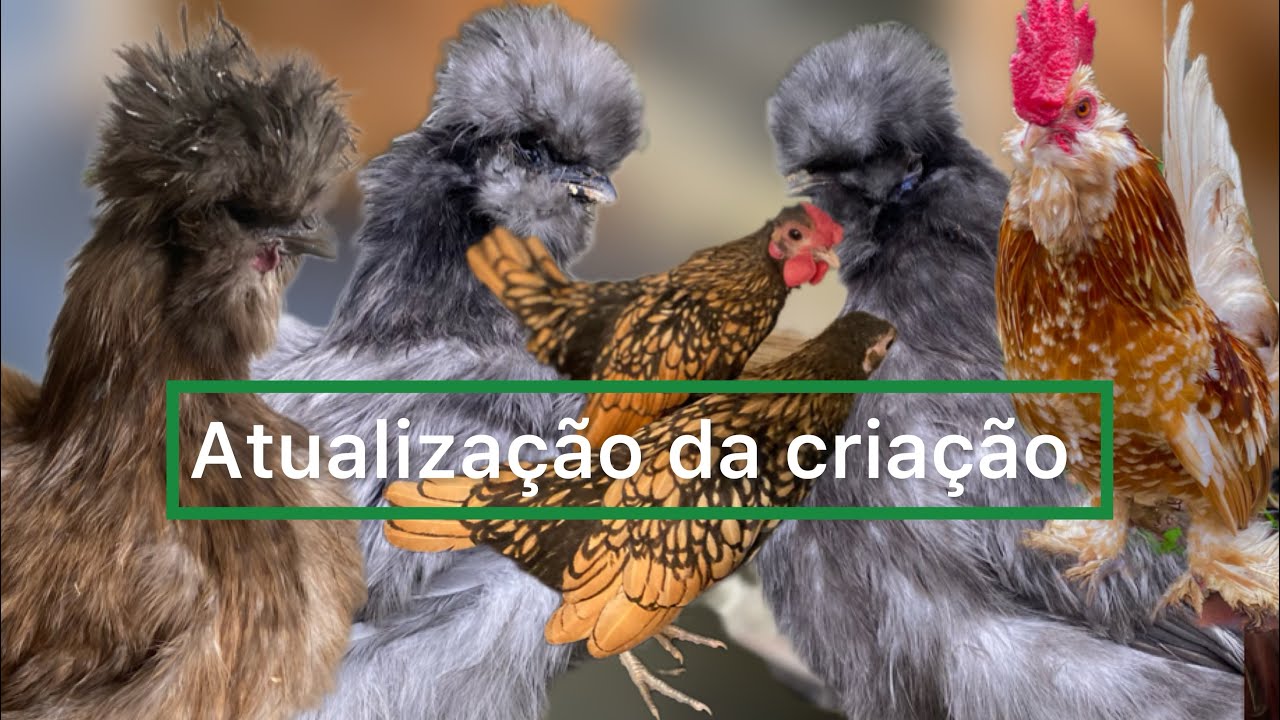 Mostrando um pouco da minha criação de aves ornamentais