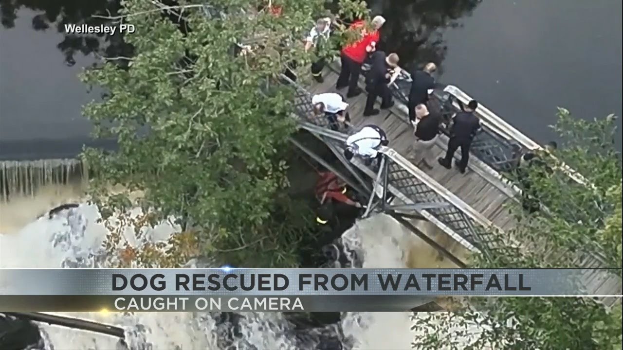 Video of dog rescued in waterfall in St. Charles River