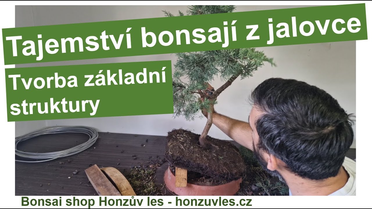 Tajemství bonsají z jalovce: Tvorba základní struktury