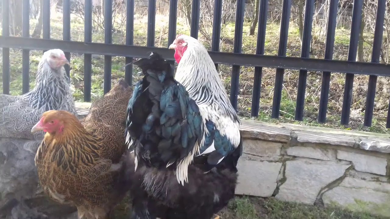 Brahmy olbrzymie