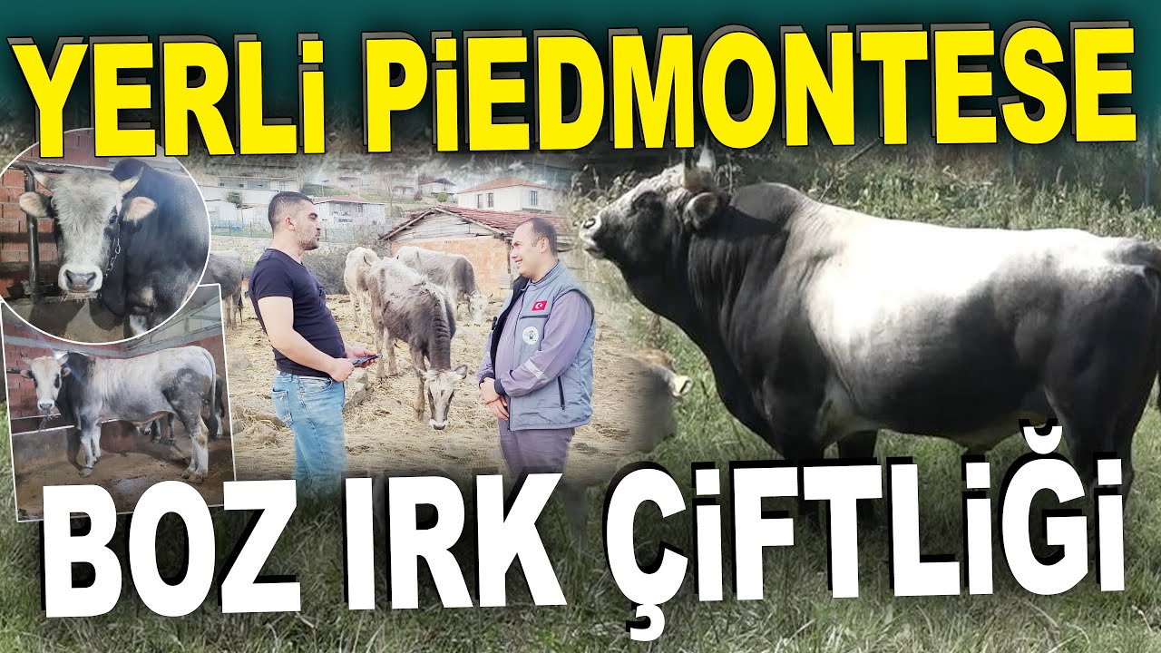 OSMANLI SIĞIRLARI; YERLİ BOZ IRK ÇİFTLİĞİ KURBANLIKLAR