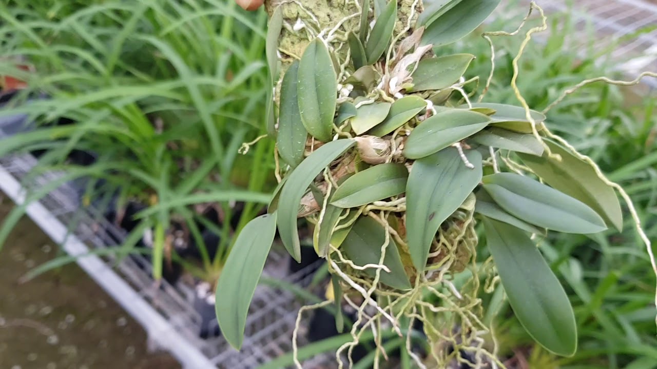 Lot 16 - Sophronitis wittigiana
