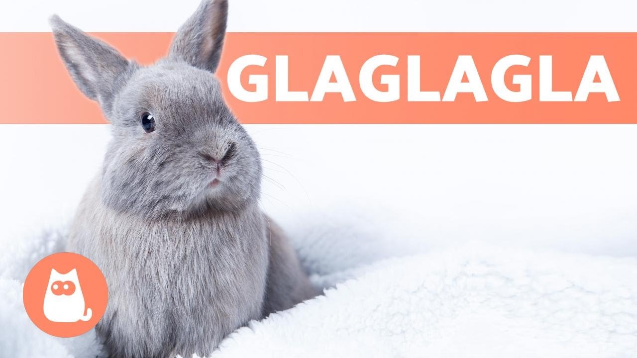 S'OCCUPER d'un LAPIN en HIVER 🐰❄️ Évitez qu'il ait froid !