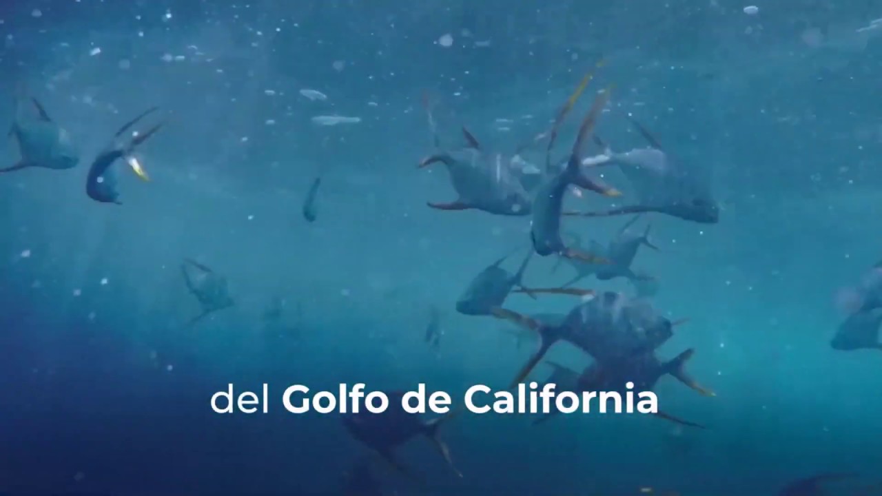 Descubre el Parque Nacional Cabo Pulmo, Baja California Sur 🐠