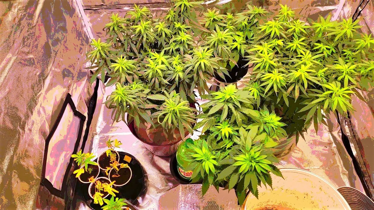 Dab 98 Veg Topd Upd
