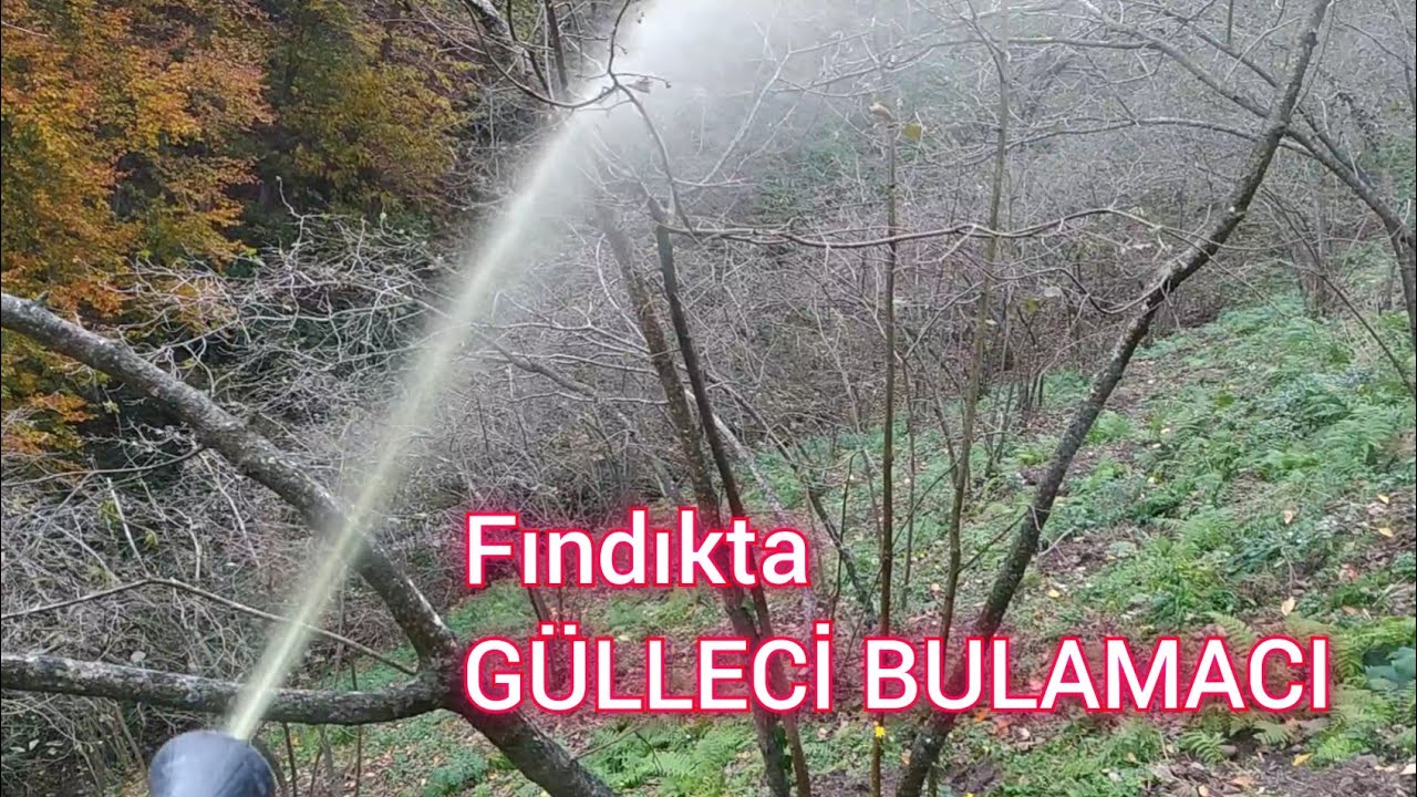 Fındıkta GÜLLECİ BULAMACI uygulaması. | Kozalak akarı ve küllemeye karşı etkili mücadele yöntemi.