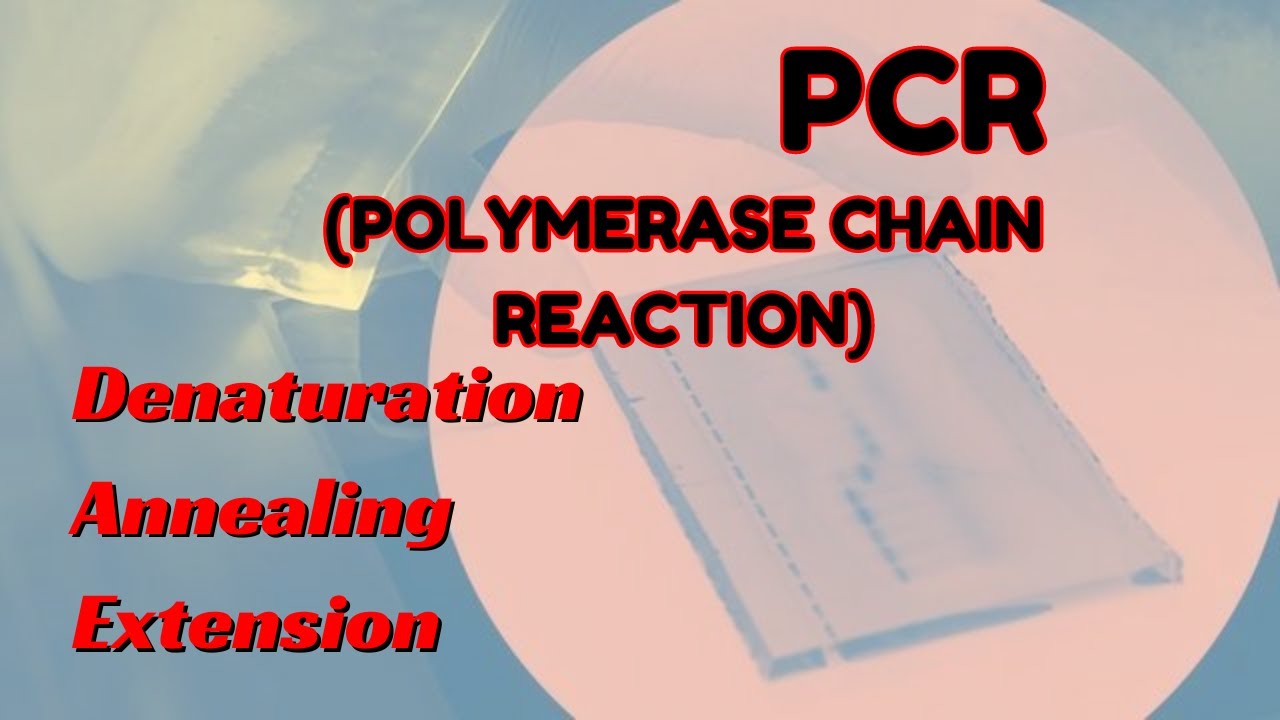 PCR Explained | How Polymerase Chain Reaction Works in DNA Amplification