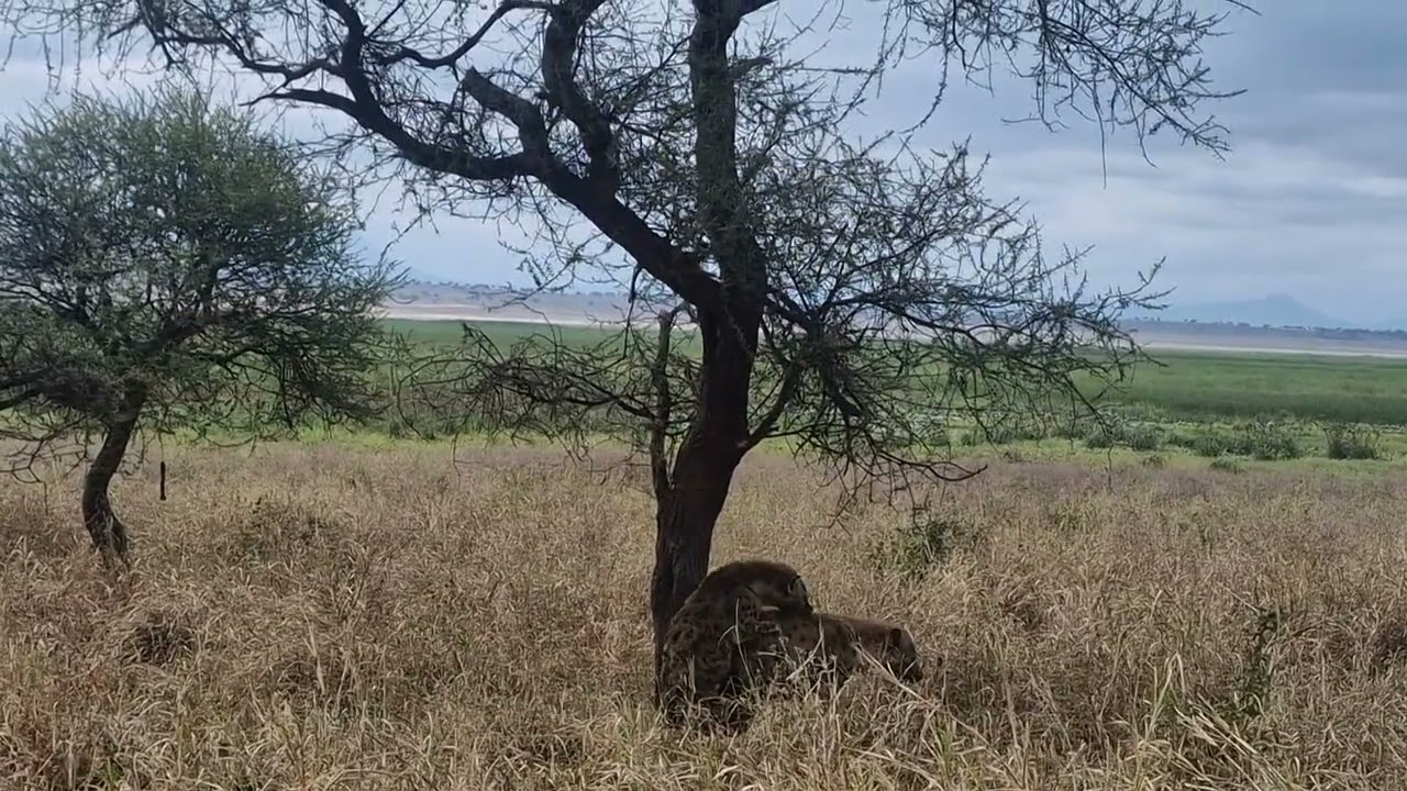 Hyena mating
