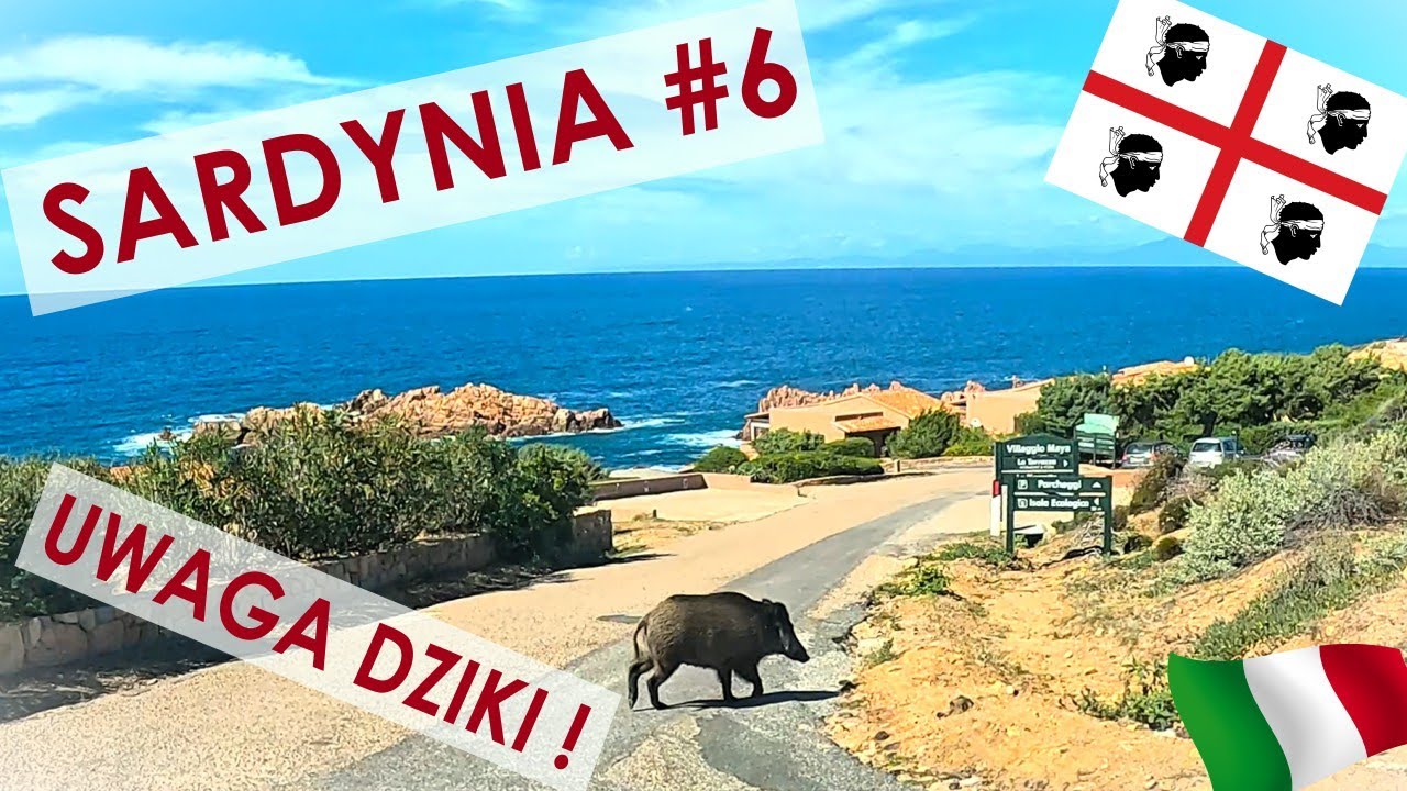 Inwazja DZIKÓW🐗 na włoskiej wyspie😲 - Cala Rossa🌊 Costa Paradiso🏖️ Capo Testa🌅 - Sardynia Vlog #6