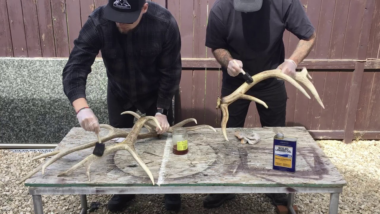 Shed Antler Preservation - HOW TO