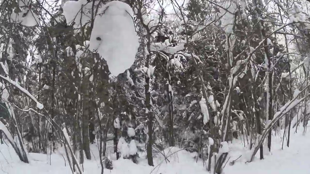 ⛷ Часть 6 прогулка на лыжах. В конце обнаружил чёрный пакет из него ноги 👣 наверное ребёнка убитого