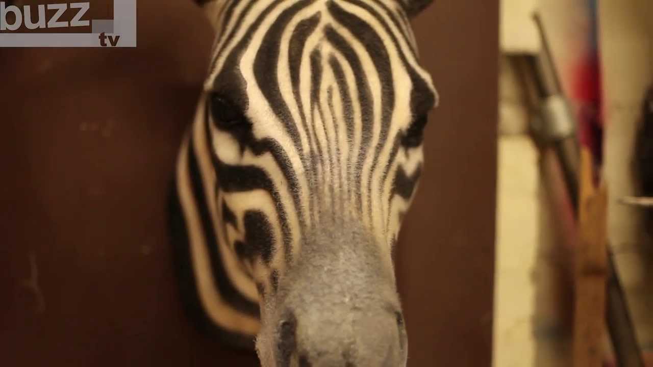 Buzz talks about Faux Taxidermy