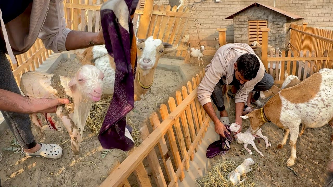 Aray Mashallah Subha Subha Good News Agai😍New Goat Babies