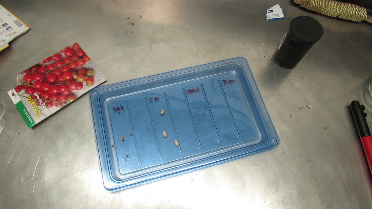 Germinating seed/Getting started with hydroponics