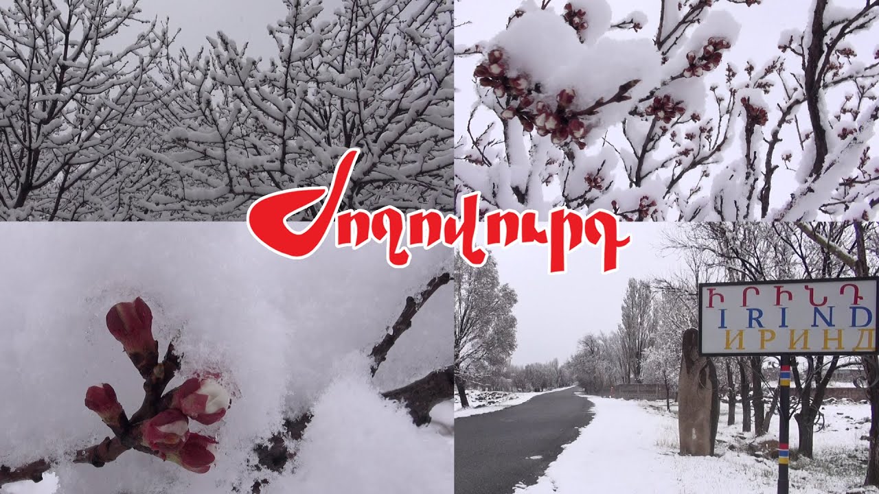 Եթե գիշերն էլ մինուս անի, մեծ վնաս կհասցնի. ինչ իրավիճակ է Արագածոտնի մարզում՝ ձյան տեղումներից հետո