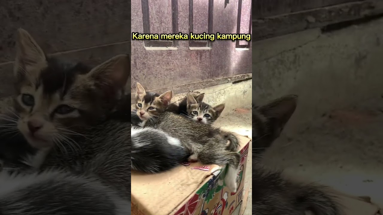 Anak kucing kampung ga ada yang mau adopsi 