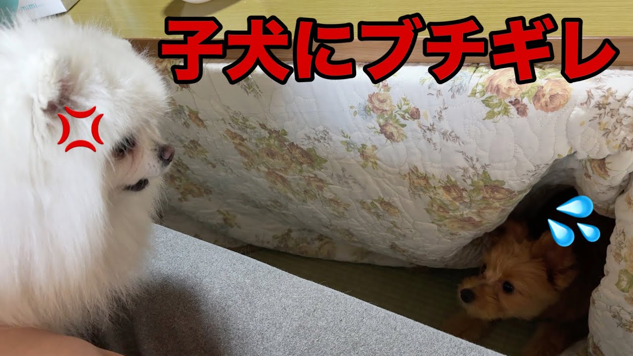 子犬に襲いかかる大人気ないポメラニアンのメル