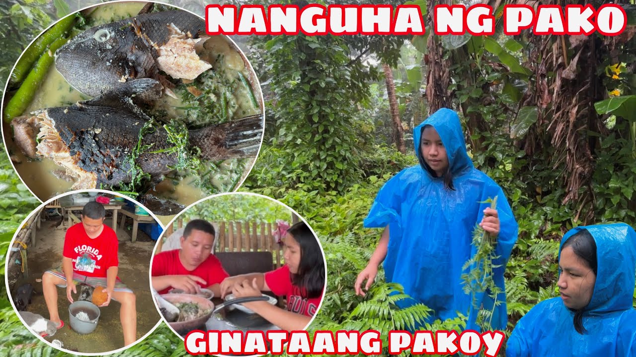 NANGUHA NG PAKO AT NAGLUTO NG GINATAANG PAKOY