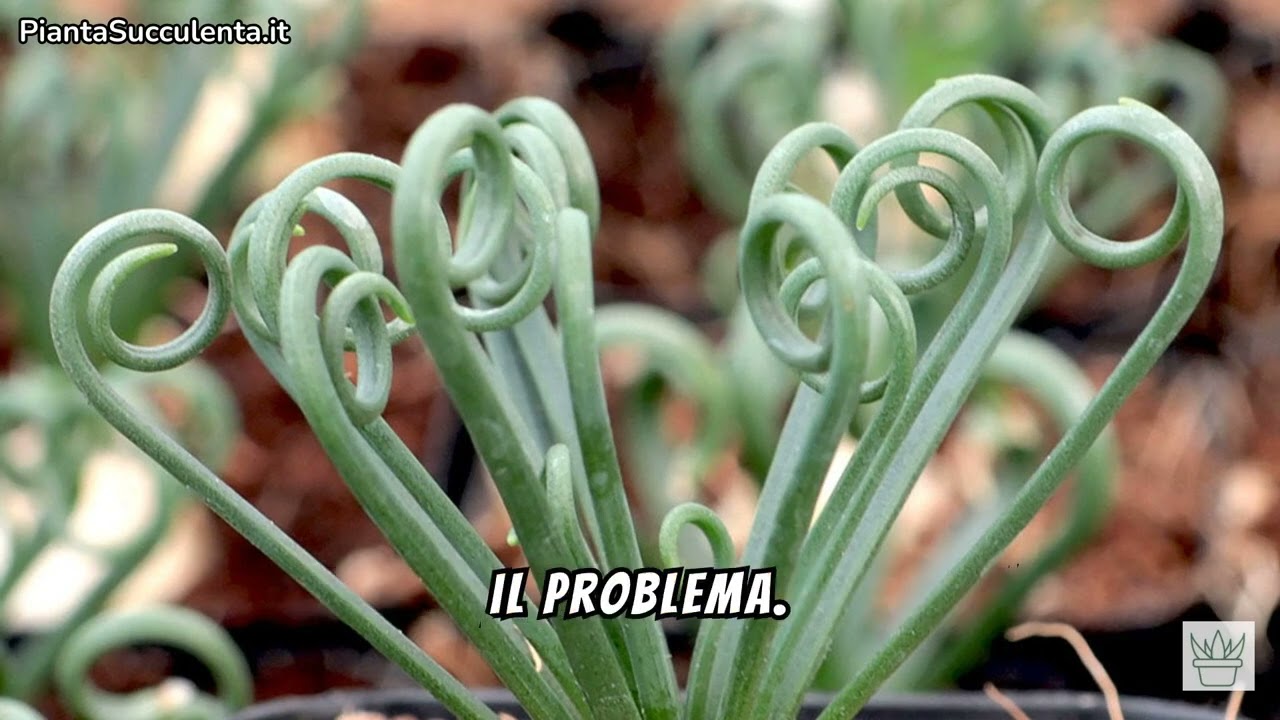 Albuca Spiralis: Come Coltivare e Curare la Pianta Cavatappi