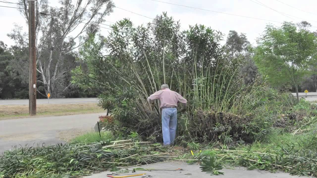 Time-lapse Oleander Obliteration
