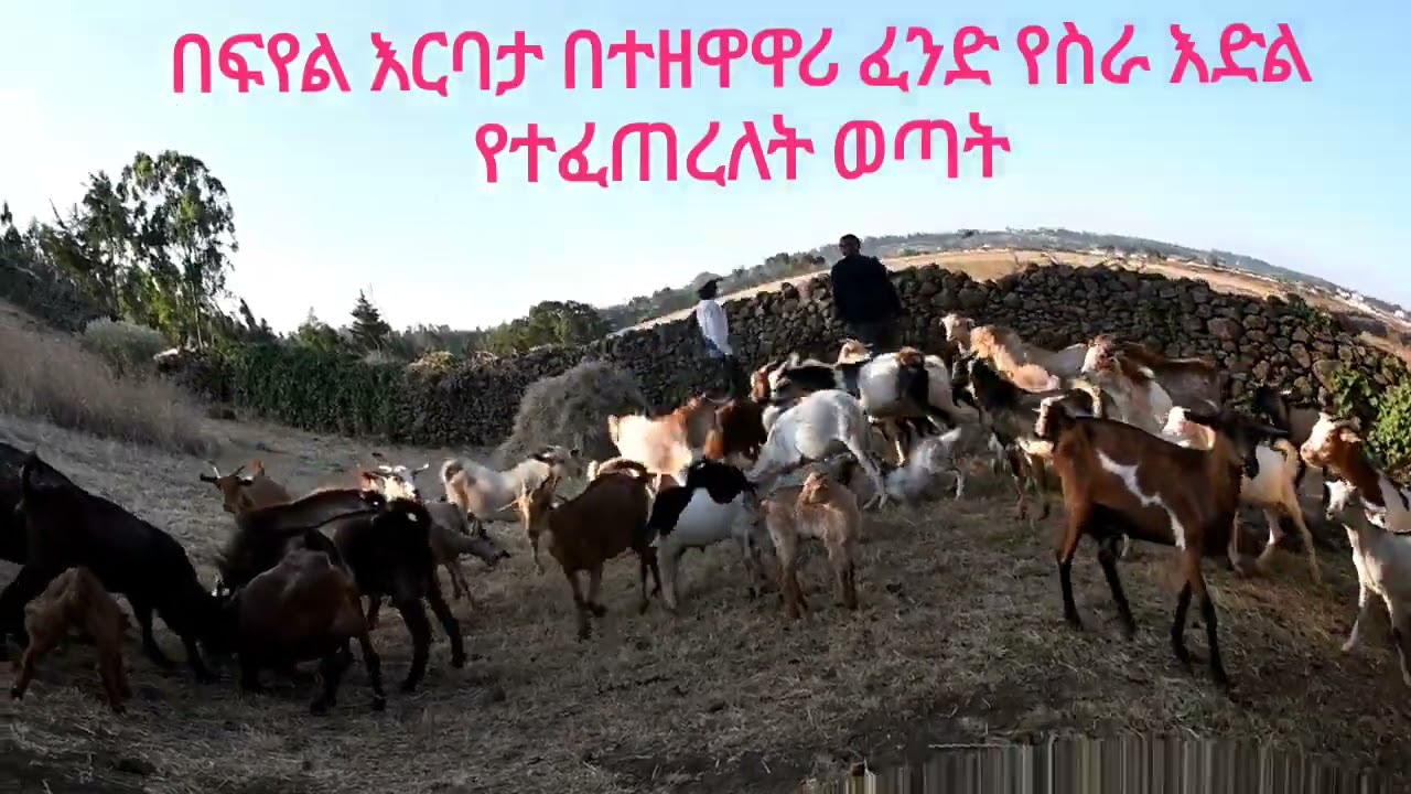 በጃማ ወረዳ 012 ቀበሌ በተዘዋዋሪ ፈንድ በፍየል እርባታ የስራ ዕድል የተፈጠረለት ወጣት
