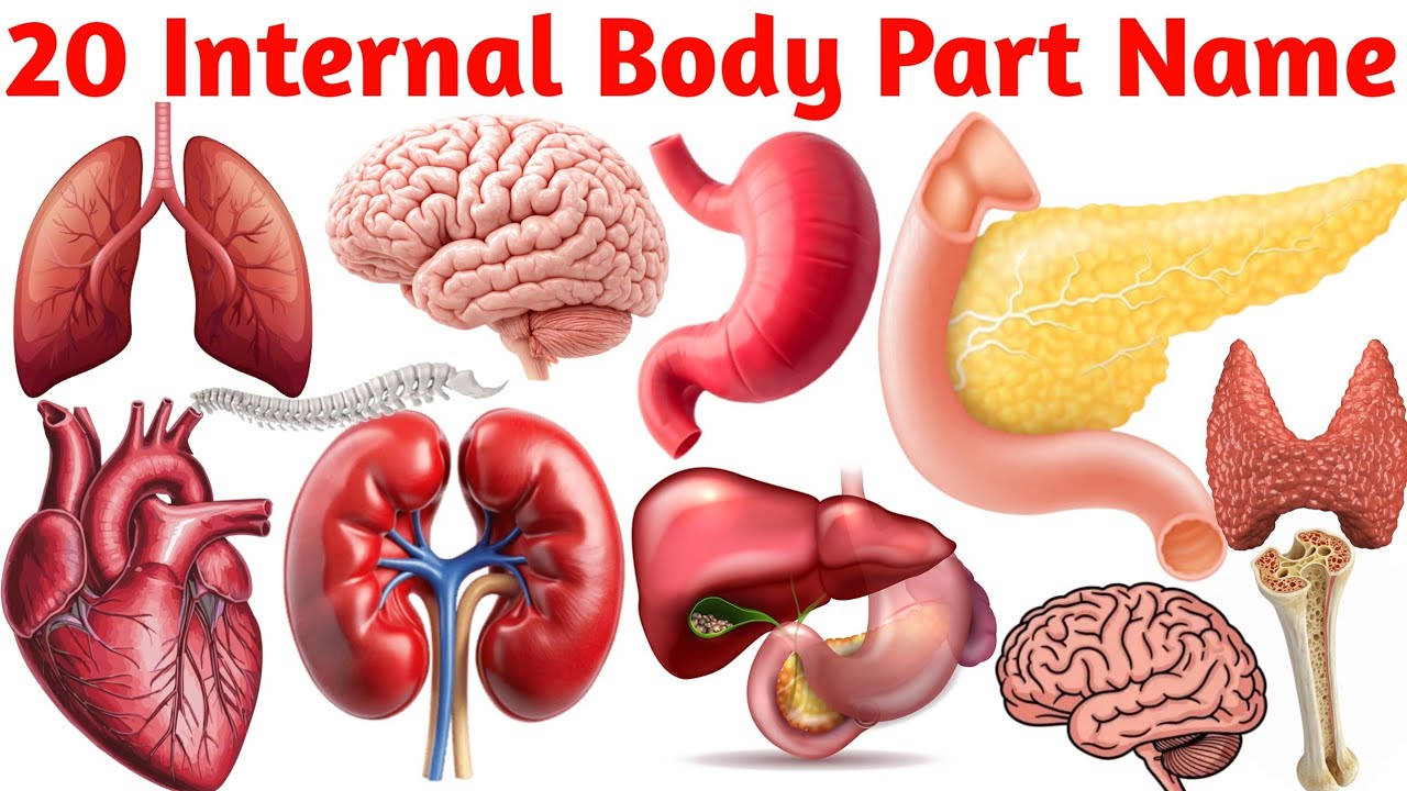 Internal Body Parts Names in English | Heart, Brain, Lungs | बच्चों के लिए शरीर के अंदर के अंग