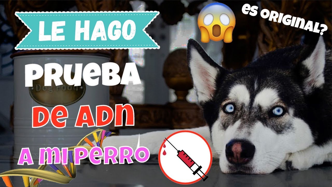 &iquest;Mi PERRO es ORIGINAL o PIRATA? / Test de ADN / Dany Husk