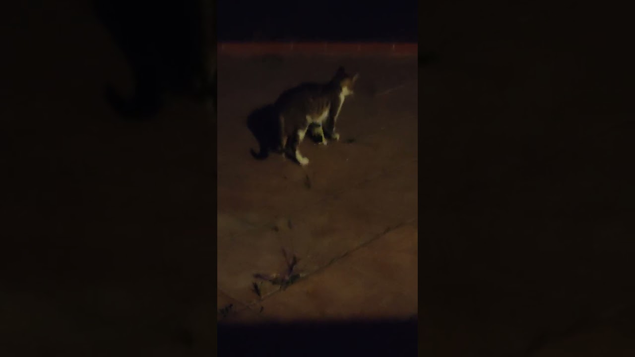 grasshopper versus cat