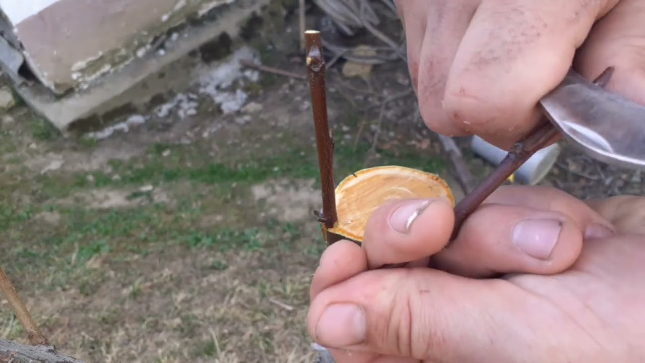 Прививка под кору сливы — самый простой и эффективный метод для новичков!
