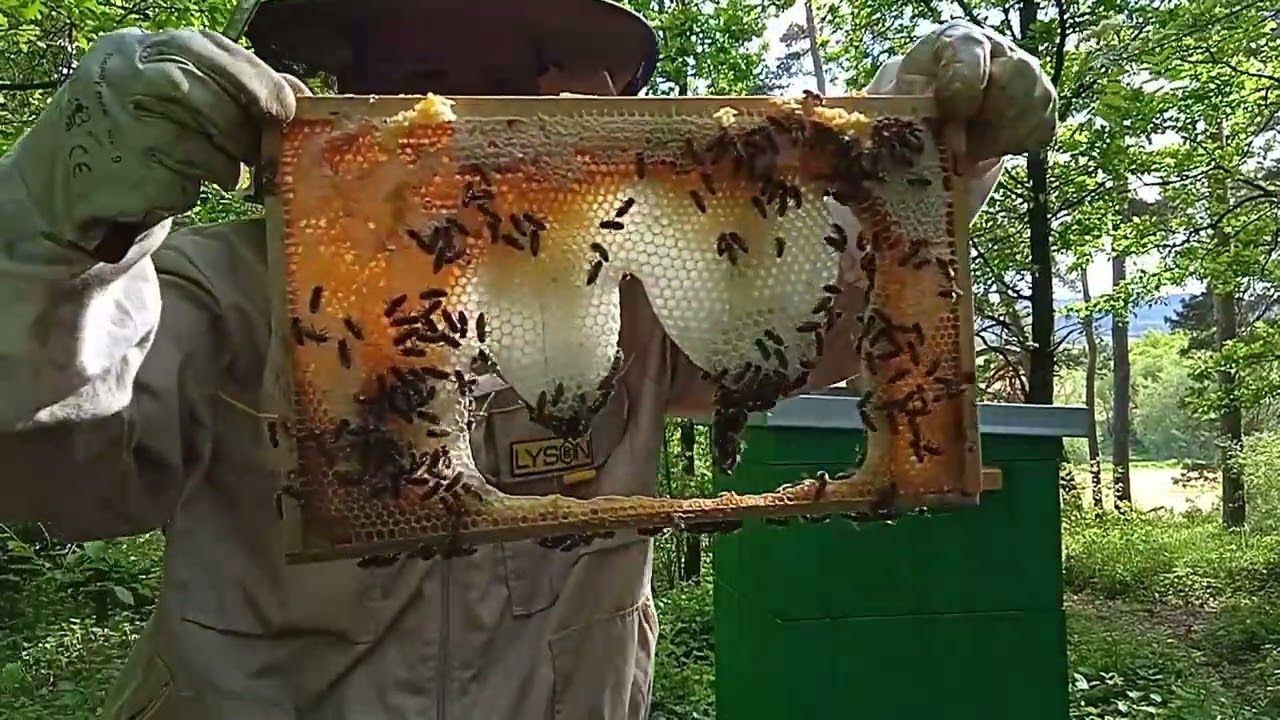 Stavba mezistěn a přínos sladiny jede na plné obrátky