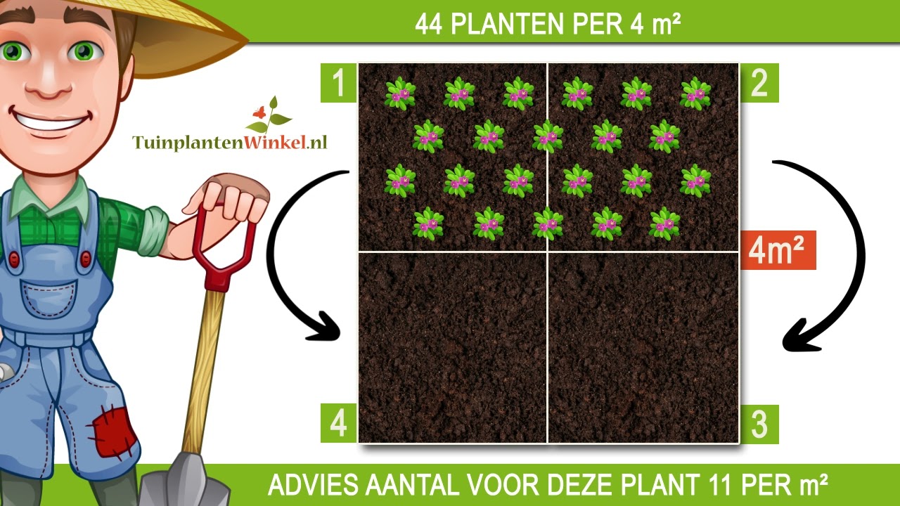 Plantadvies bij 11 planten per vierkante meter