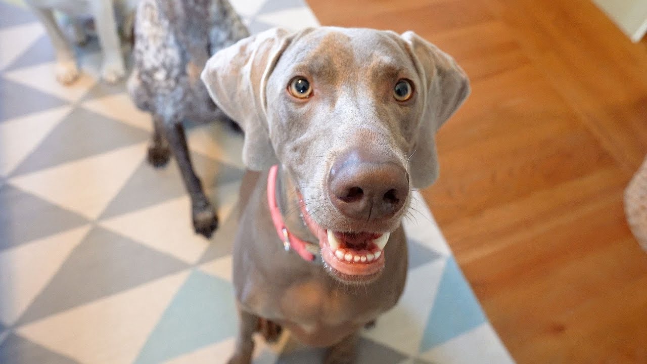 Good Dogs Wait For Their Names To Be Called for Food 😊