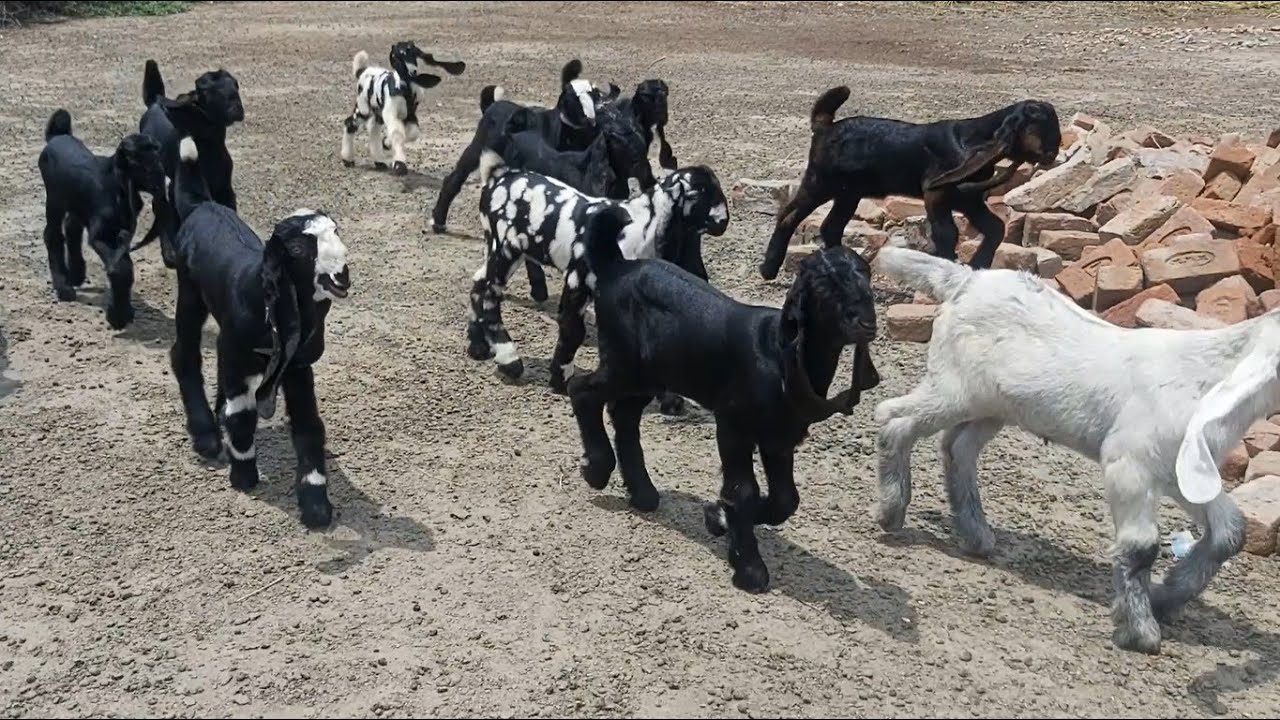 DDP Goats  & Baby Goats For Sale