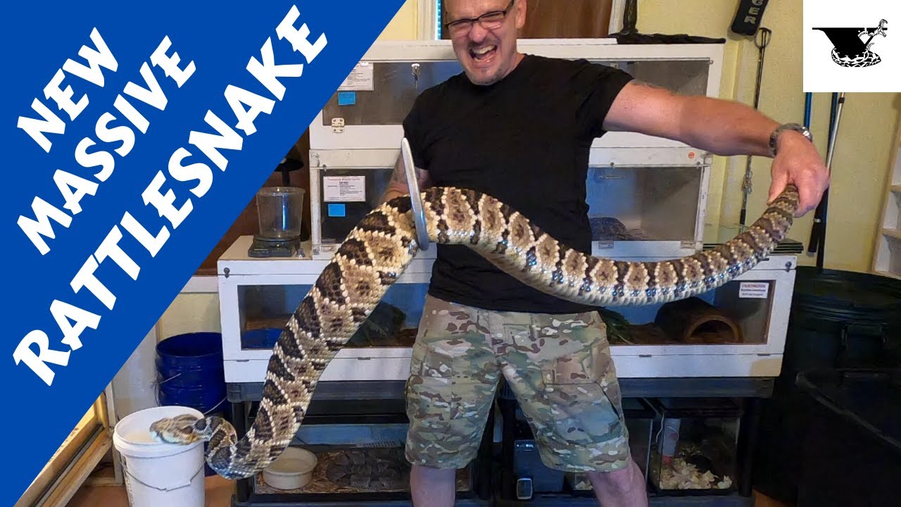 Unbelievable Batwing Rattlesnake: Jaw-Dropping Feeding Footage