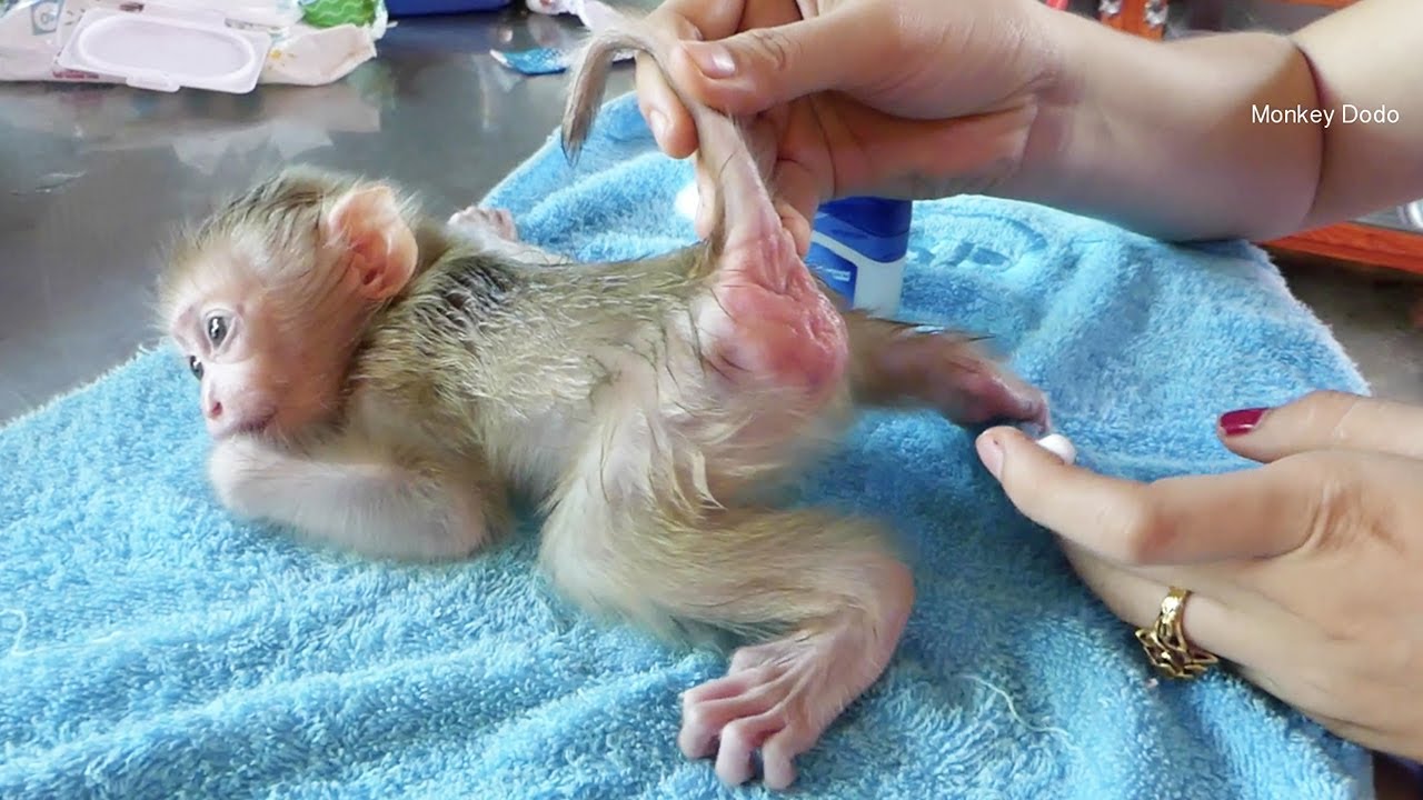 Zuji Got Better From Diaper Rash | Mom Take Care Zuji Health