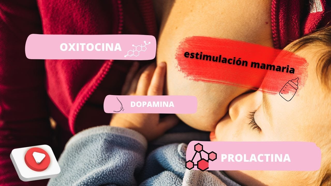 🤱Prolactina Producción y oxitocina eyección de leche, 🍼 hormonas lactancia - PSICOBIOLOGÍA UNED📑