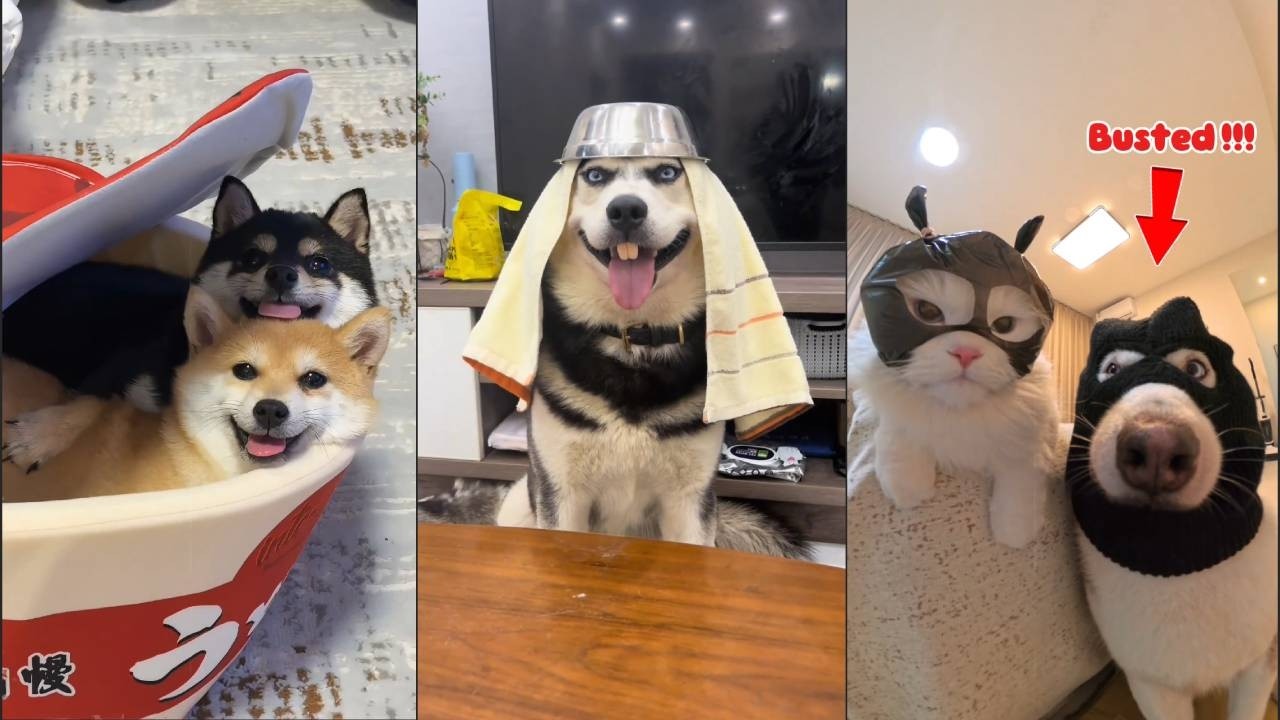 [S6] - Funny Pets - Relax With Your Lovely Boss