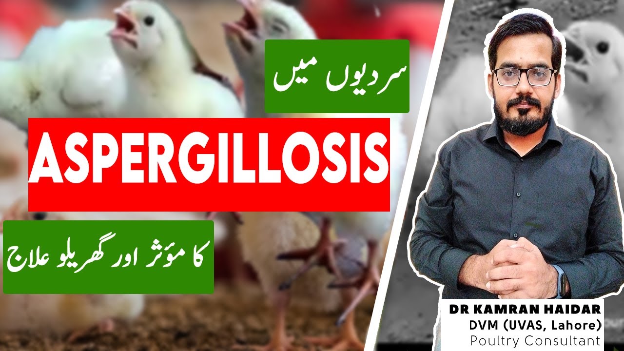 Aspergillosis (Brooder Pneumonia) In Chickens & Birds | Treatment of This Fatal Disease in Poultry