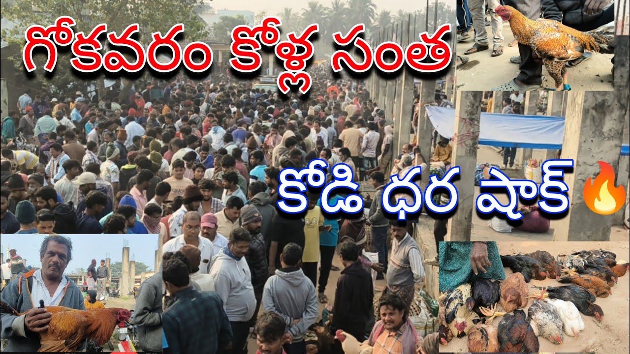 గోకవరం కోళ్ల సంత /2025 | ఒక్క రోజులో వేల రూపాయల వ్యాపారం/ desi natukodi today price