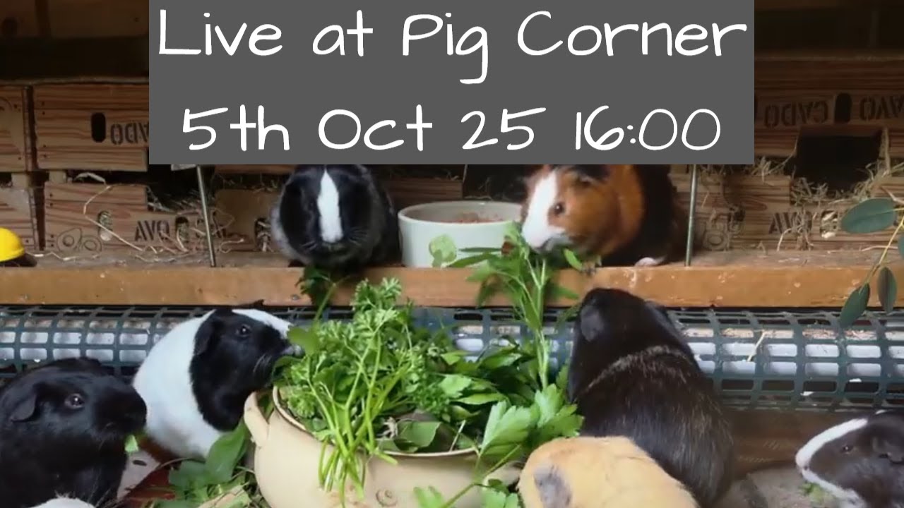 The House at Pig Corner Live 5th October 